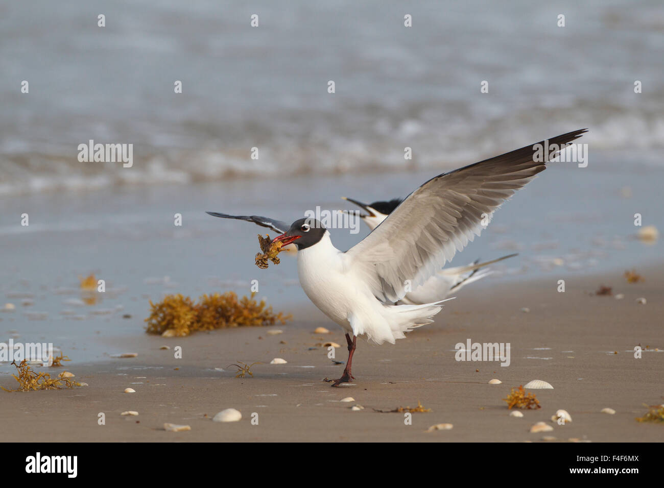 Cameron County, Texas. Laughing Gulls (Larus atricilla) feeding on sargassum fish (Histrio histrio) Stock Photo