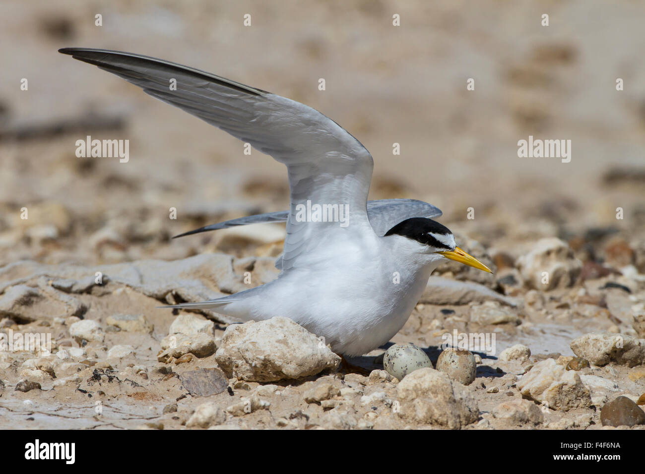 Port Isabel, Texas. Least Tern (Sterna antillarum) incubating eggs at nest Stock Photo