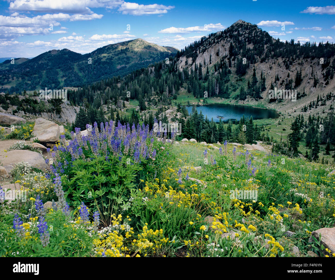 Wildflowers and view of Lake Catherine from Catherines Pass, Pioneer