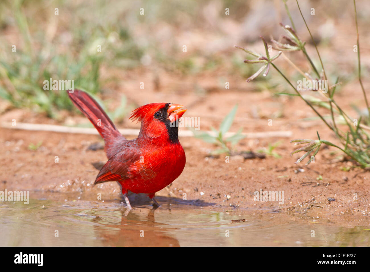 Northern Cardinal (Cardinalis cardinalis) male at water Starr Co., TX Stock Photo