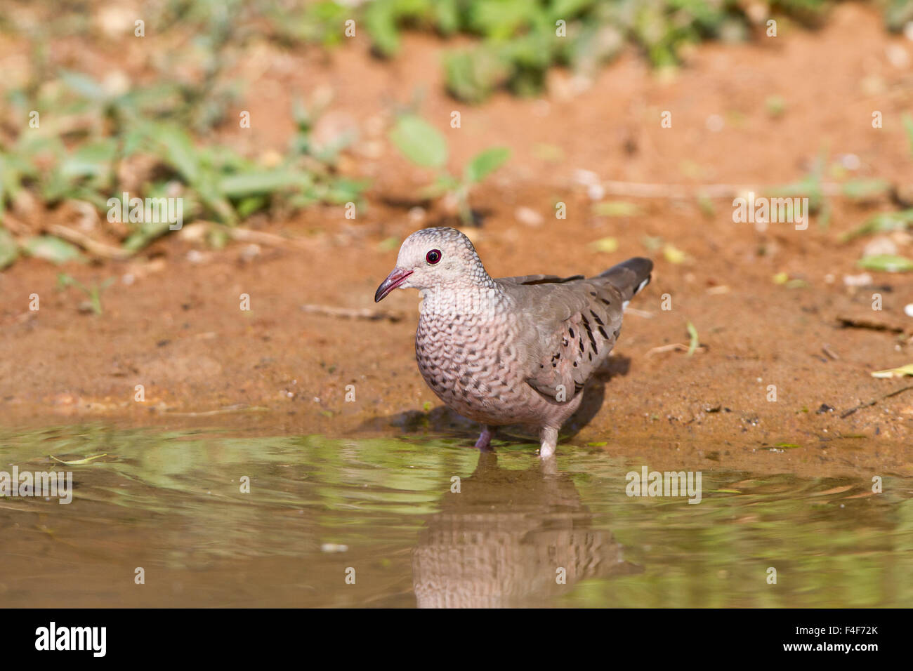 Common Ground-Dove (Columbina passerina) drinking water, Starr Co. TX Stock Photo