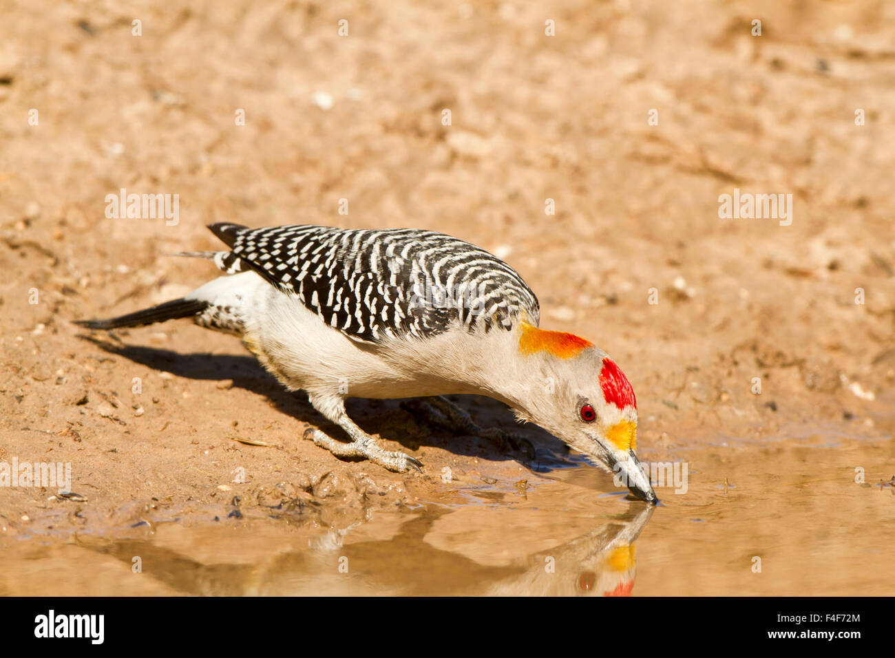 Golden-fronted Woodpecker (Melanerpes aurifrons) male drinking water, Starr Co. TX Stock Photo