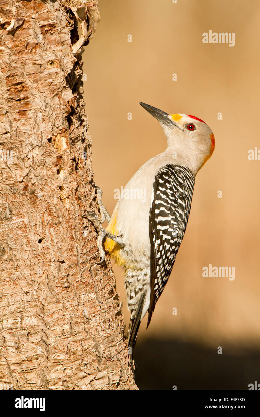 Golden-fronted Woodpecker (Melanerpes aurifrons) male Starr, Texas, USA. Stock Photo