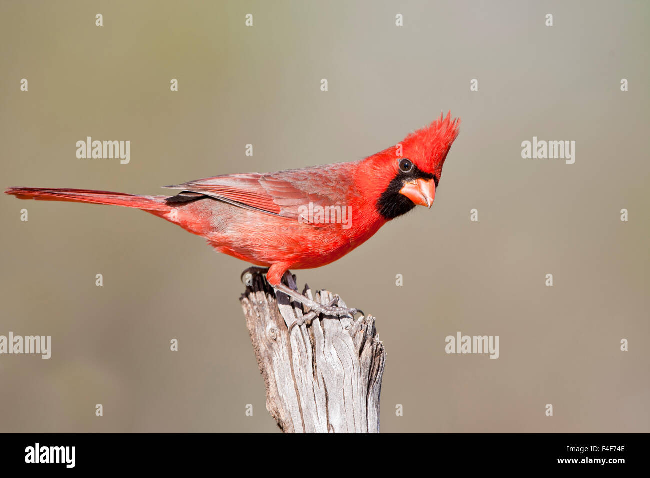 Northern Cardinal (Cardinalis cardinalis) male Starr, Texas, USA. Stock Photo