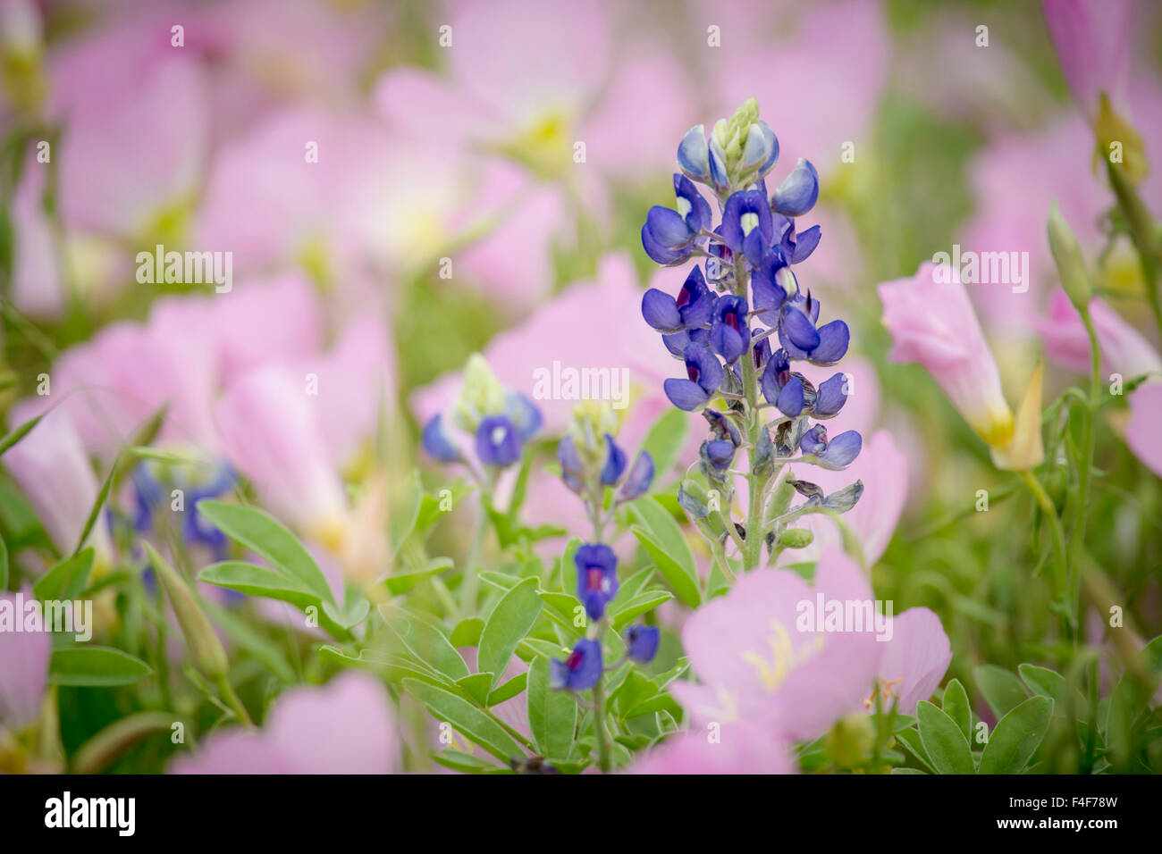 Texas and showy primrose, Austin, Texas Stock Photo Alamy