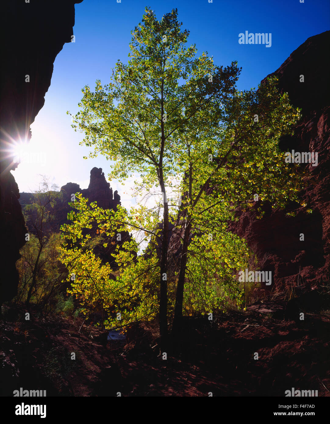 USA, Utah, Trees in a canyon near Fisher Towers (Large format sizes ...
