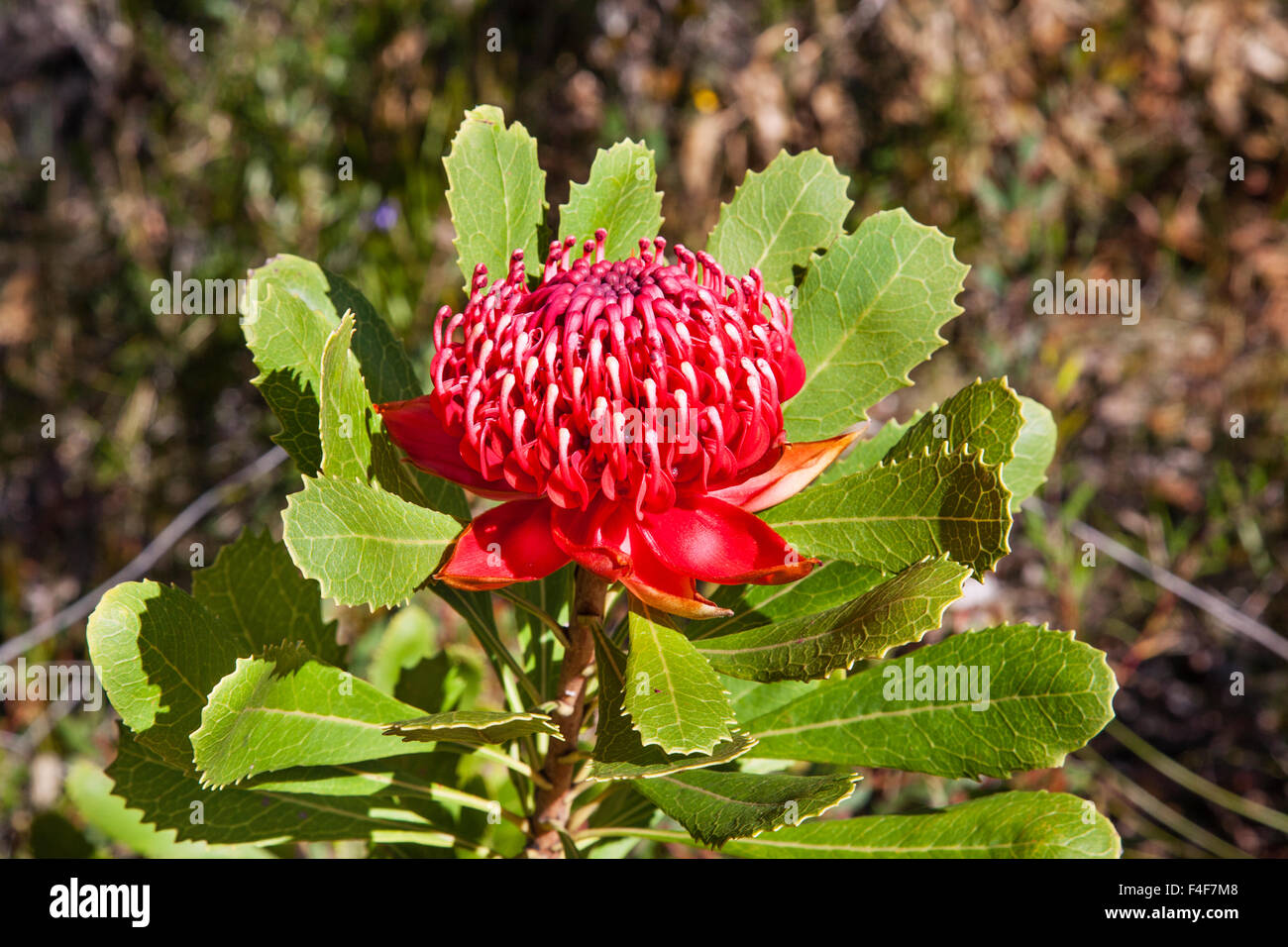 flowering Waratah (Telopea speciosissima) at Brisbane Water National Park, Central Coast of New South Wales, Australia. Stock Photo