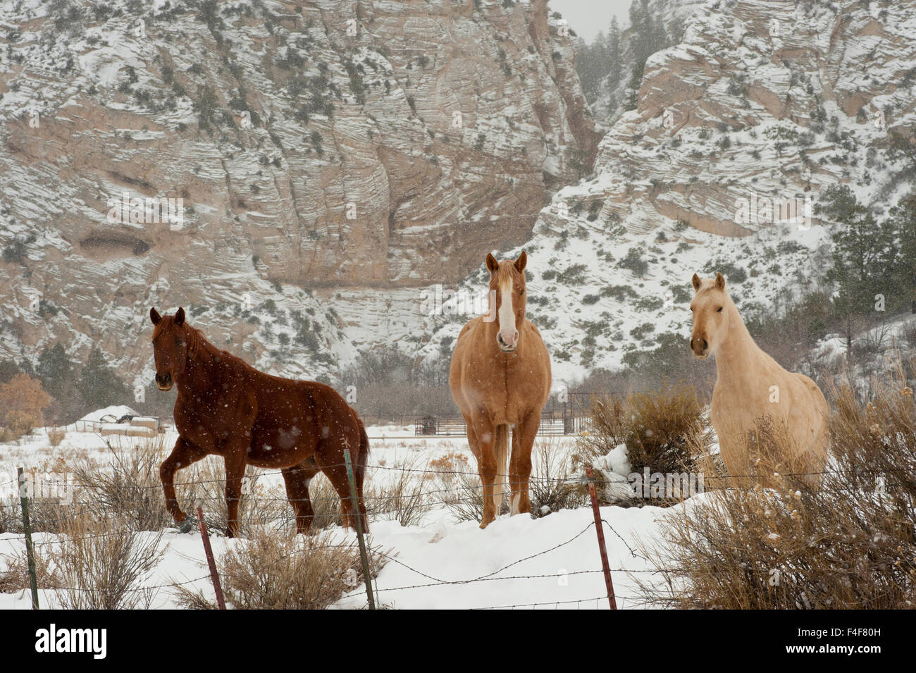 Three horses (Palomino & Chestnut) in pasture with snow, near Kanab, Utah Stock Photo