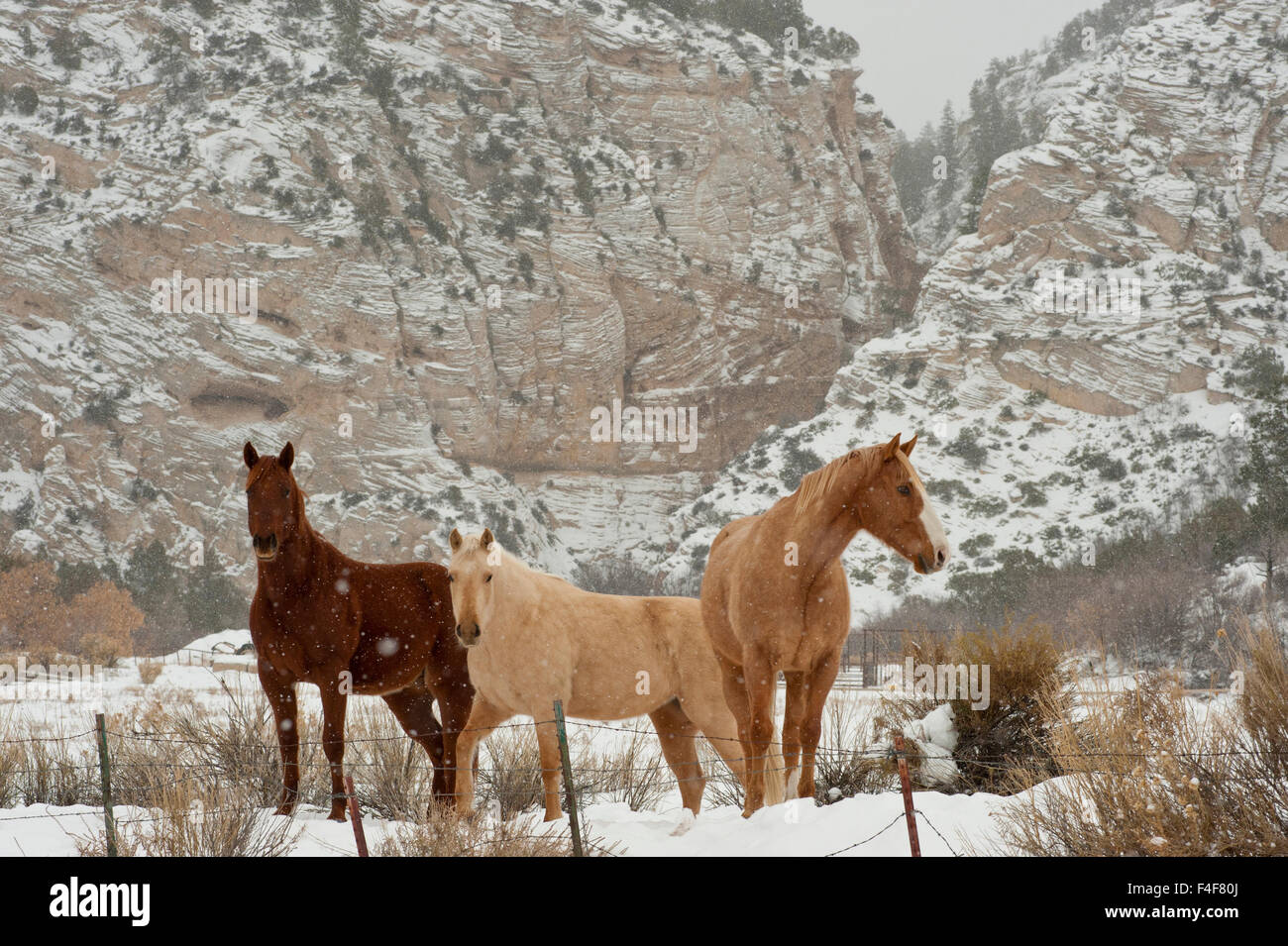 Three horses (Palomino & Chestnut) in pasture with snow, near Kanab, Utah Stock Photo