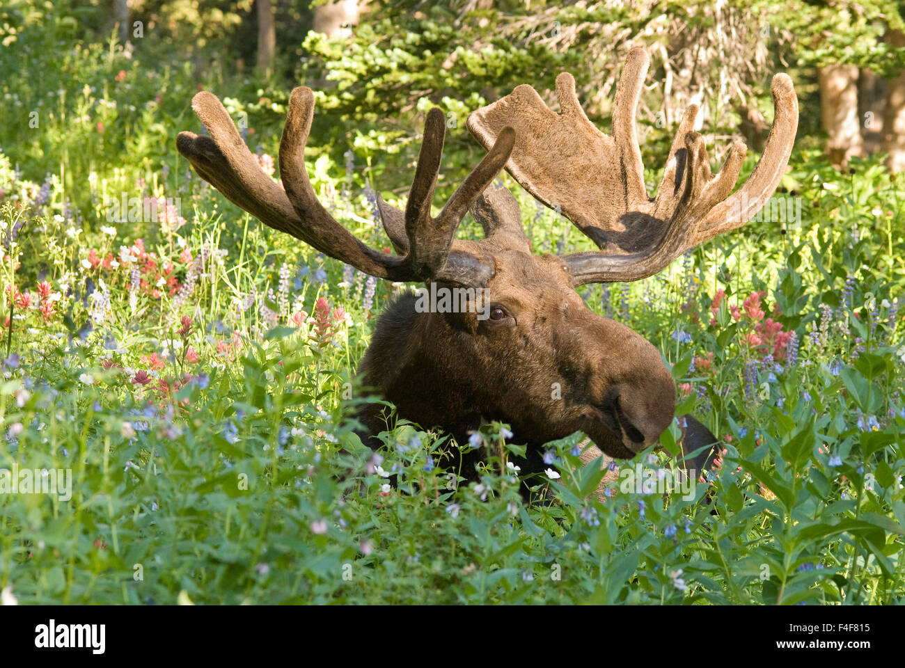 Bull moose bedded down (Alces alces) in wildflowers, WasatchCache National Forest, Utah Stock