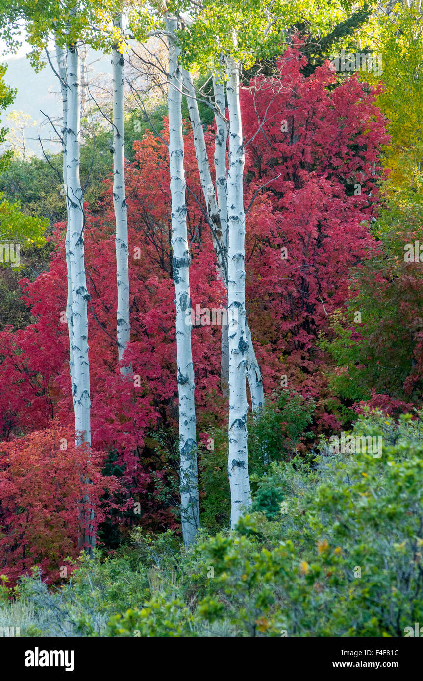 Fall Quaking Aspen trees (Populus tremuloides) and Maple Trees, Mt Nebo