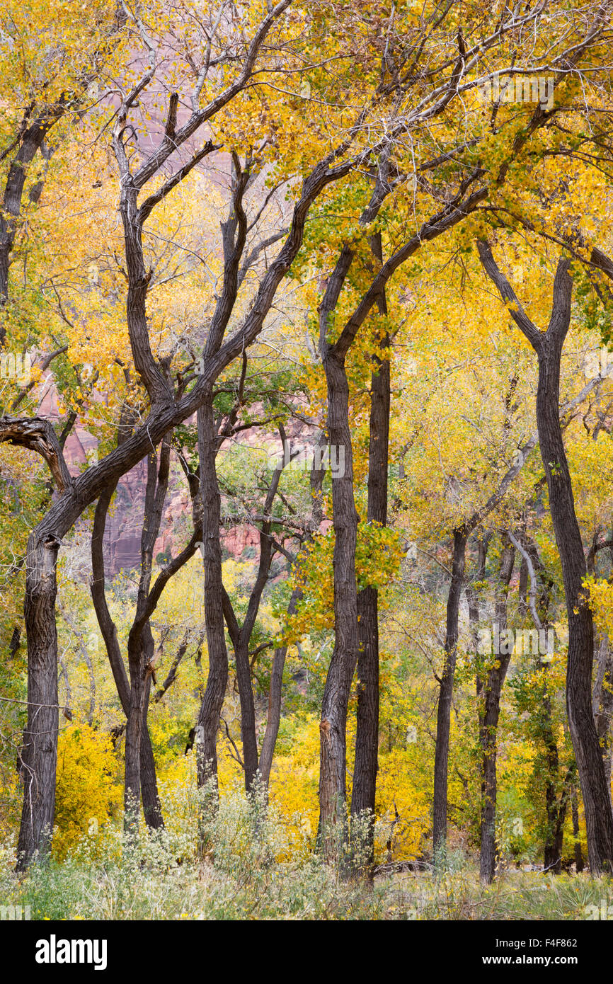 USA, Utah, Zion National Park, Cottonwood trees. Stock Photo
