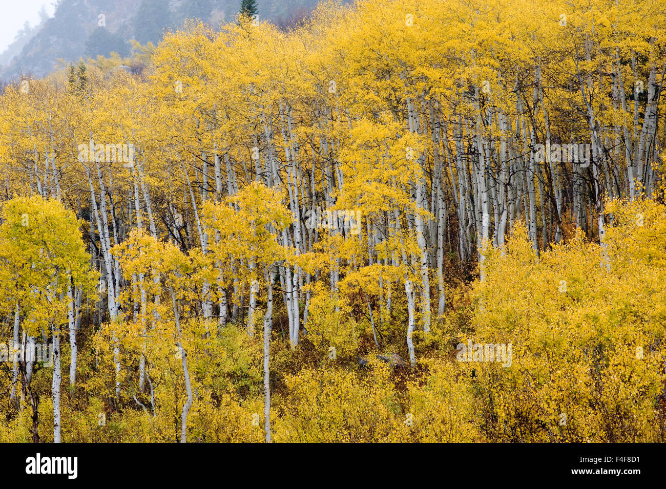 Fall Aspens in White Pine Canyon area, Little Cottonwood Canyon, Uinta-Wasatch - Cache National Forest near Salt Lake City, Utah Stock Photo