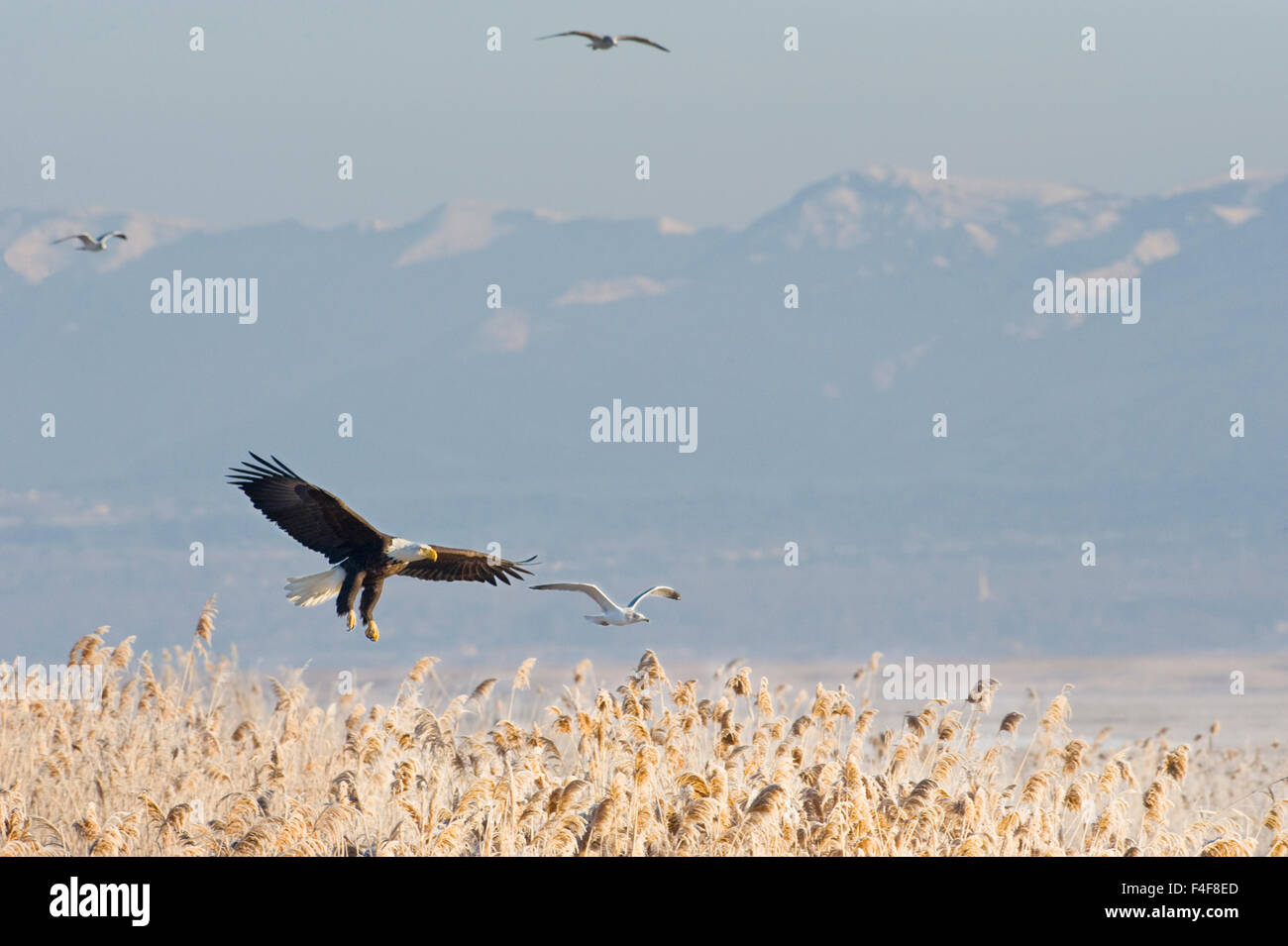 Bald Eagle and gulls flying over Farmington Bay Waterfowl Management Area Utah Division of Wildlife Resources, Great Salt Lake, near Salt Lake City and Farmington, Utah Stock Photo