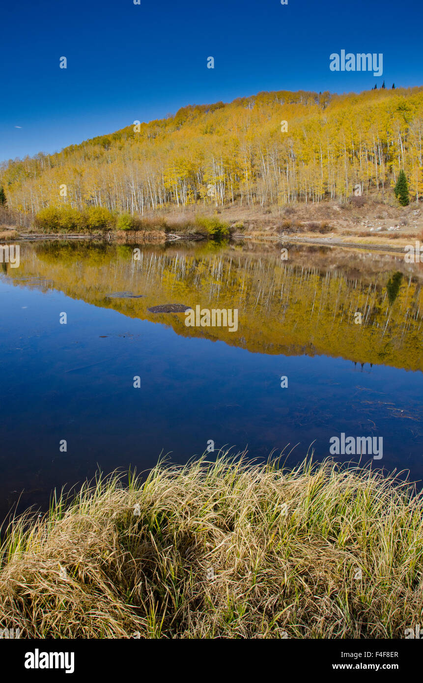 Willow Lake, Fall, Foliage, Aspen Trees, Big Cottonwood Canyon. Willow