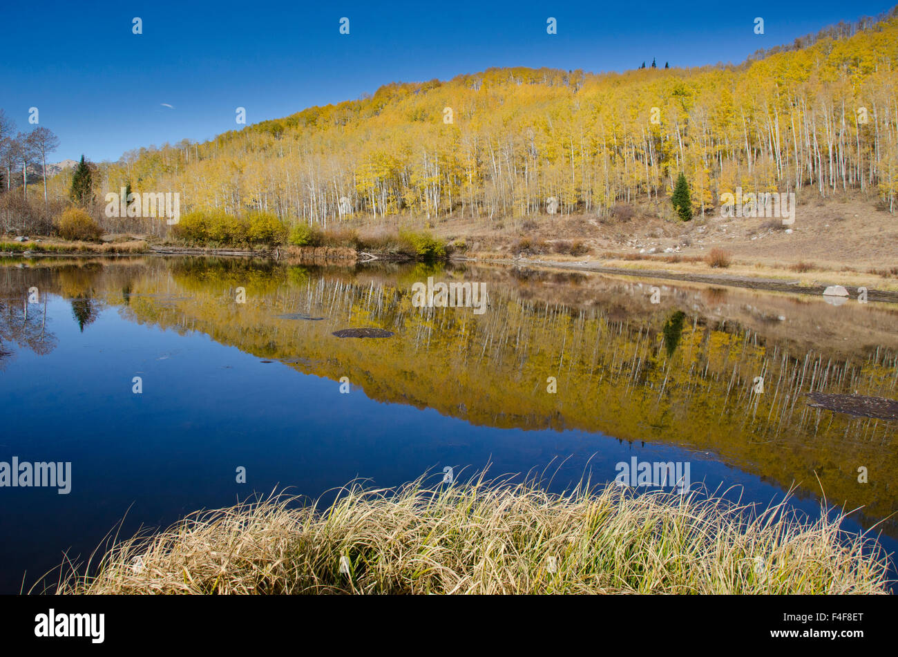 Willow Lake, Fall, Foliage, Aspen Trees, Big Cottonwood Canyon. Willow