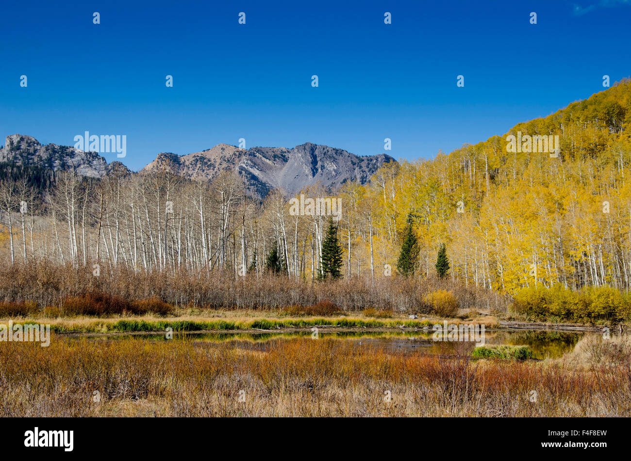 Willow Lake, Fall, Foliage, Aspen Trees, Big Cottonwood Canyon. Willow