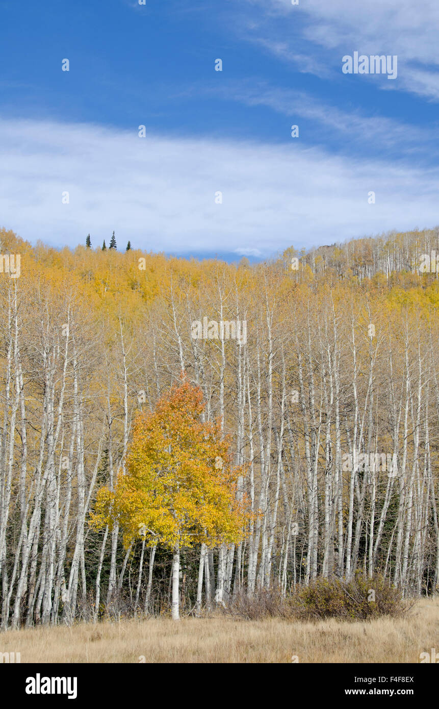 Aspen Trees, Fall, Foliage, near Willow Lake, Big Cottonwood Canyon. Willow Heights was purchased by Salt Lake City and Utah Open Lands, United Park City Mines Company, Conservation easement, near Salt Lake City, Utah Stock Photo