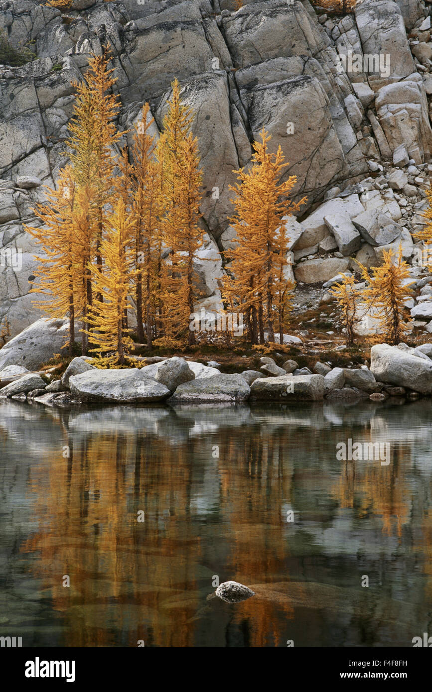 Washington The Enchantments Golden Larch Trees Reflected In Talisman Washington The Enchantments Golden Larch Trees Reflected In Talisman