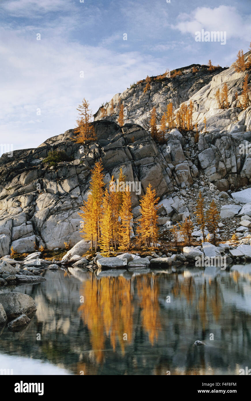 Washington, Golden larch trees reflected in Talisman Lake, Enchantment ...