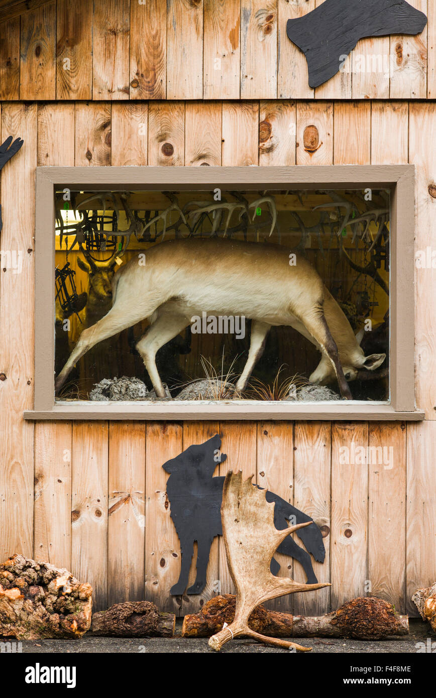 Vermont, Newfane, taxidermy shop window Stock Photo Alamy