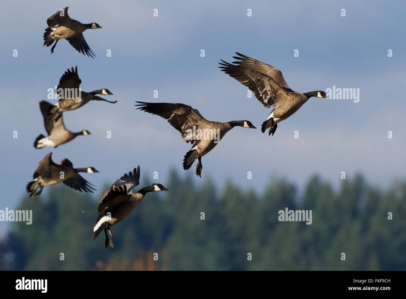 Lesser canada goose hi res stock photography and images Alamy