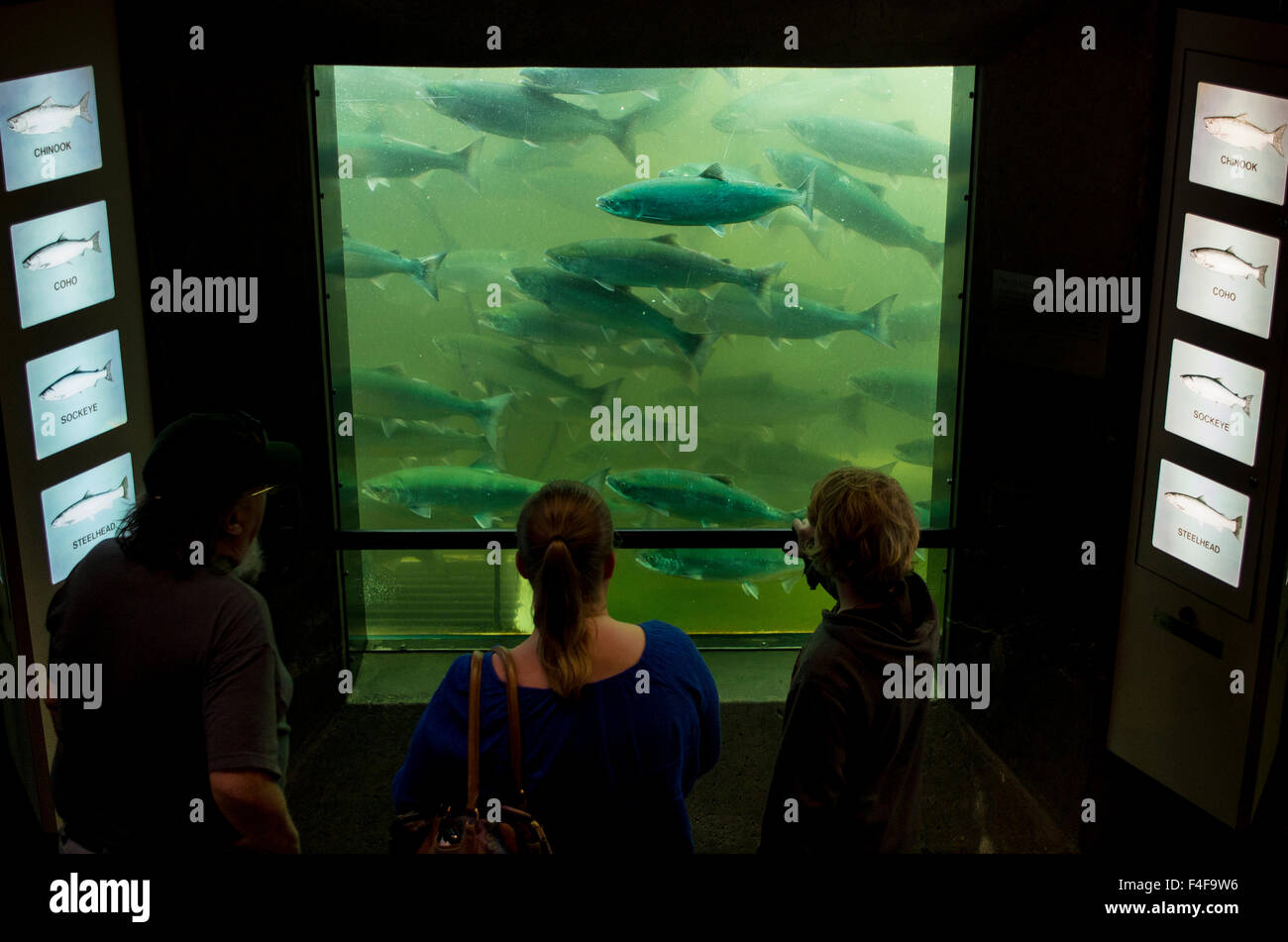 Seattle fish ladder hires stock photography and images Alamy
