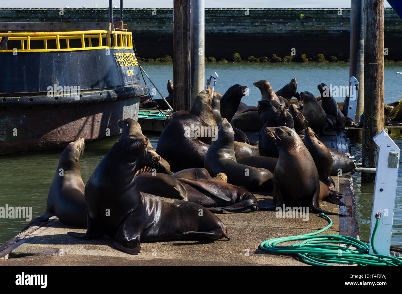 USA, Washington, Westport. Nuisance sea lions lounge on marina docks. Stock Photo