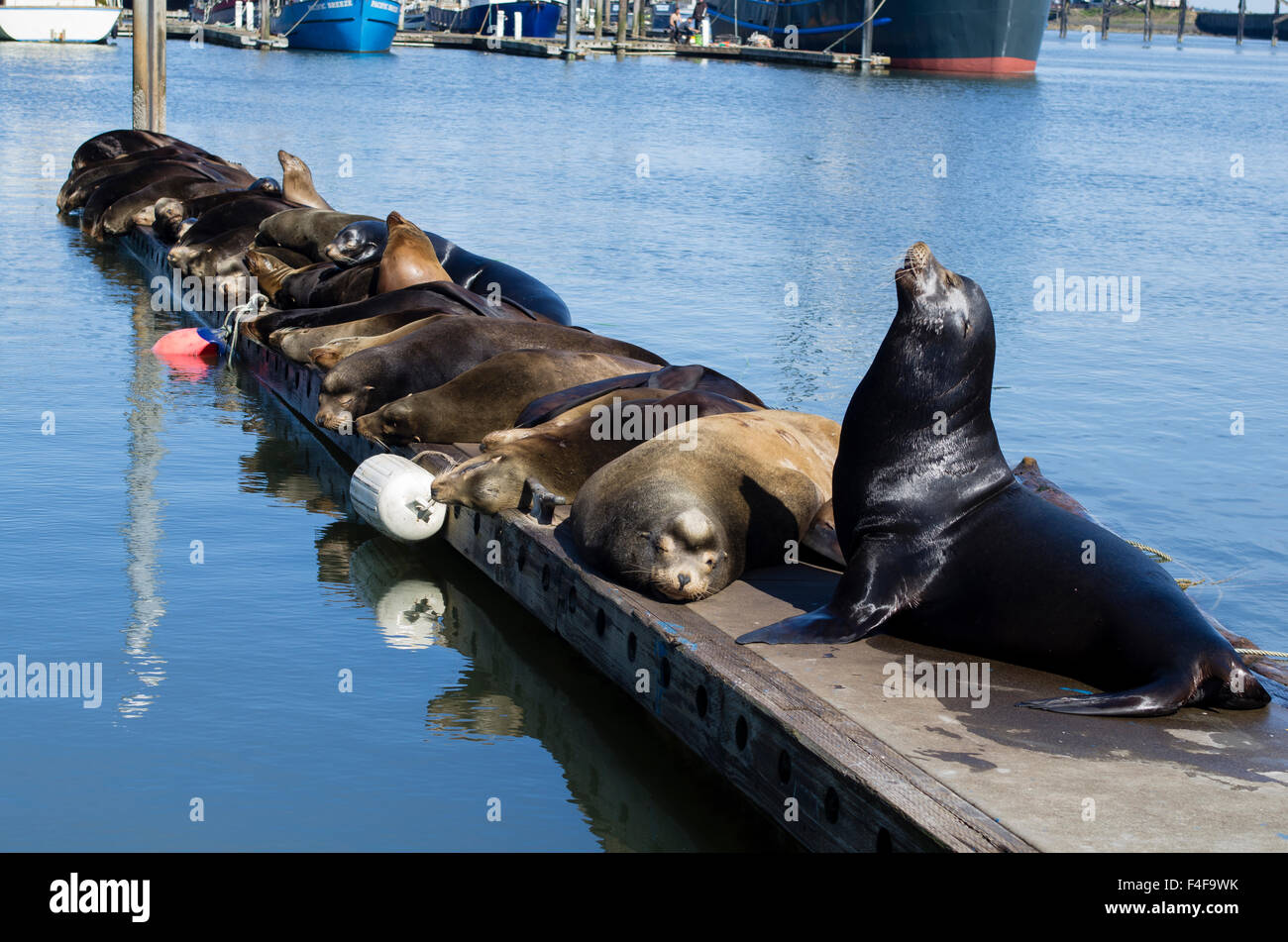 USA, Washington, Westport. Nuisance sea lions lounge on marina docks. Stock Photo