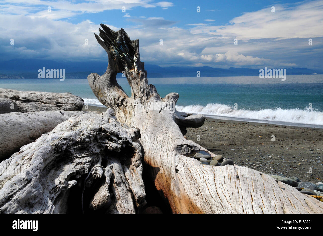 Driftwood, Dungeness Spit, Strait of Juan de Fuca, Washington, USA ...