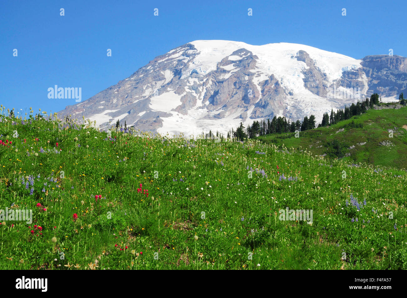 Mount Rainier, snowcovered, from Paradise, wildflowers foreground