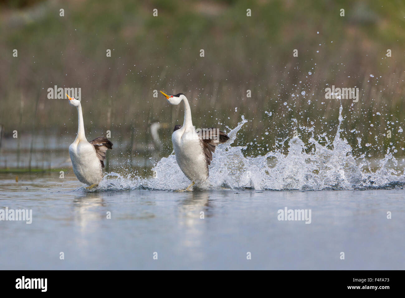 USA, Washington State. Clark's Grebe (Aechmophorus clarkii) perform high-energy mating rush (dance) in Potholes Reservoir near Moses Lake, WA. Stock Photo