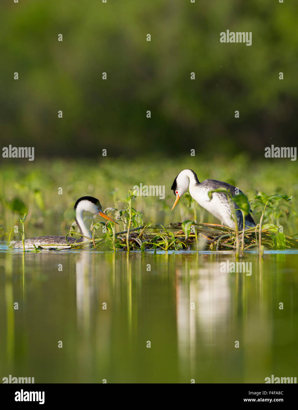 USA, Washington State. Clark's Grebe (Aechmophorus clarkii) mated pair on floating nest in Potholes Reservoir near Moses Lake, WA. Stock Photo