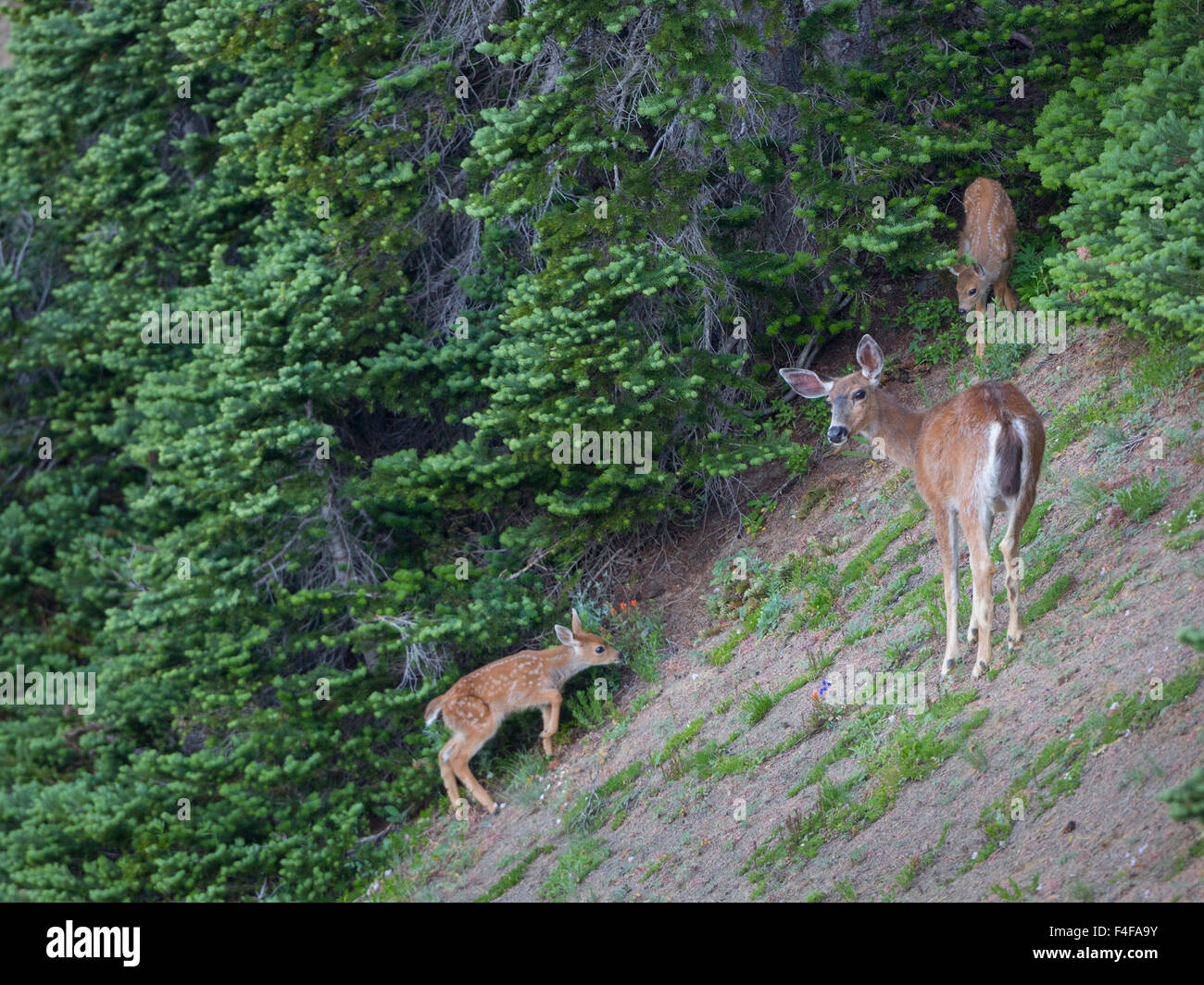 Usa, Washington State. Black-tailed Deer Doe With Fawns (odocoileus 