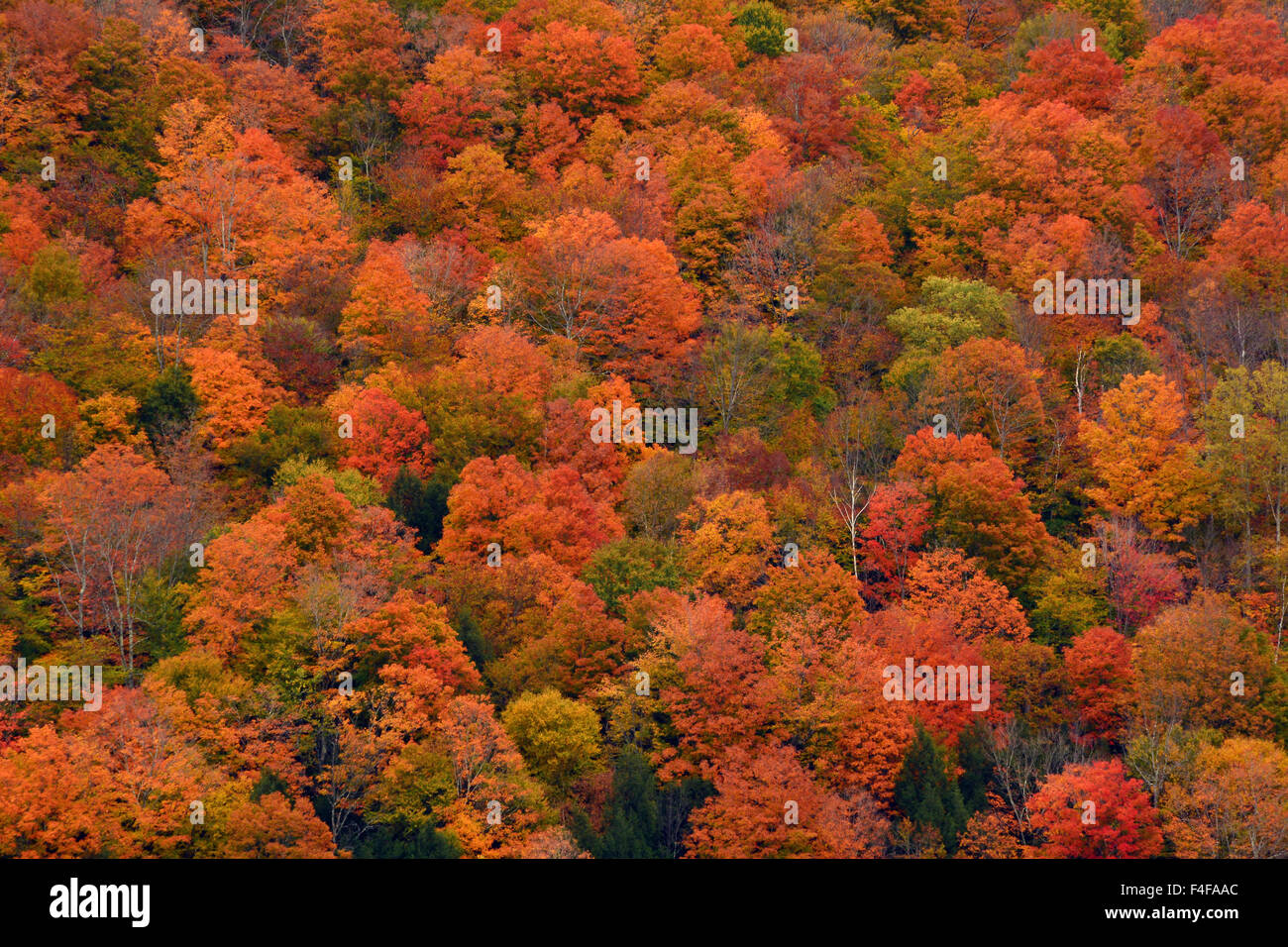 Deciduous trees with autumn foliage at Hancock, Vermont, USA Stock