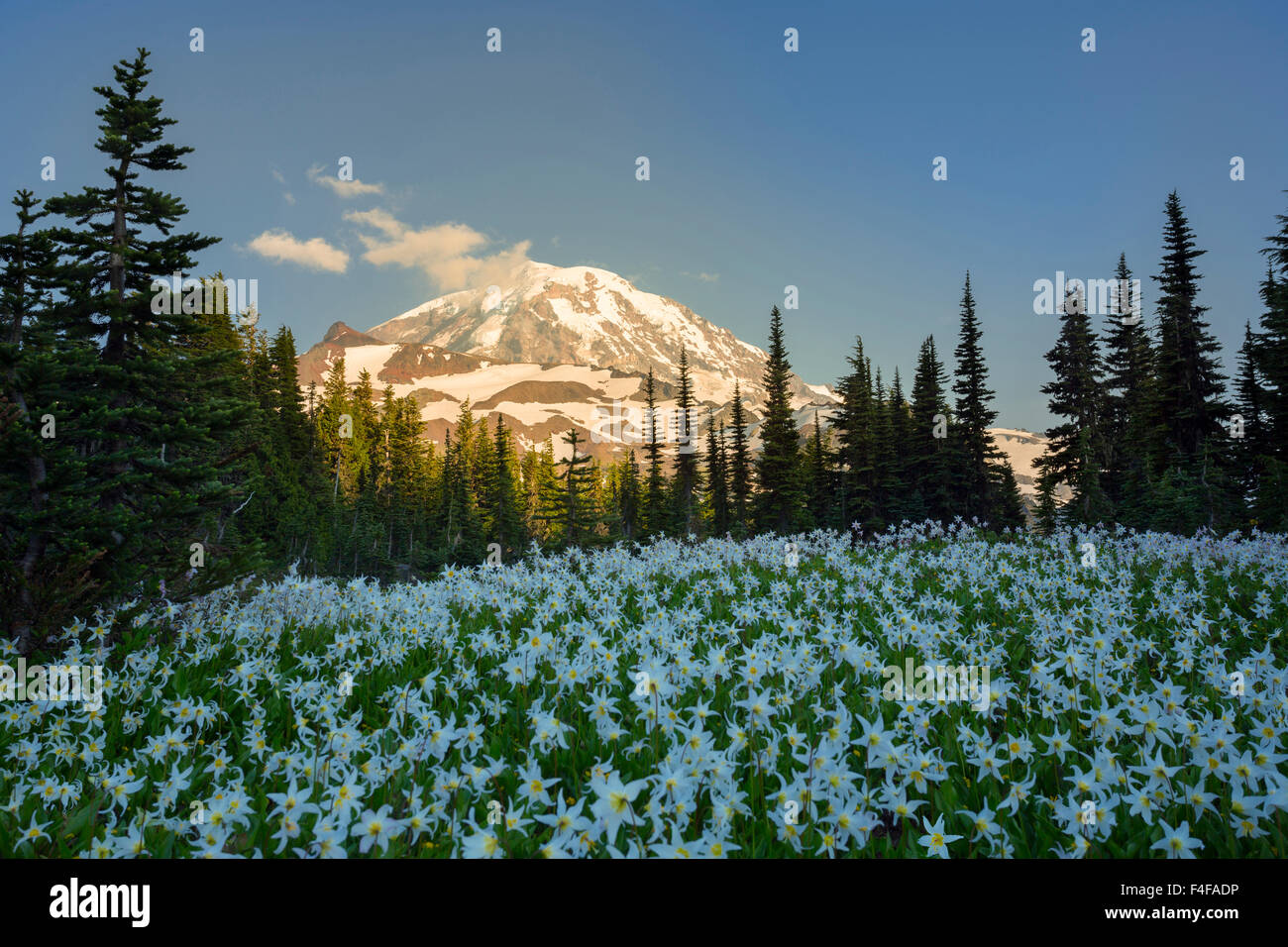 USA, Washington State. Field of White Avalanche Lily (Erythronium montanum) with Mt. Rainier in background at Spray Park, Mt. Rainier National Park. Stock Photo