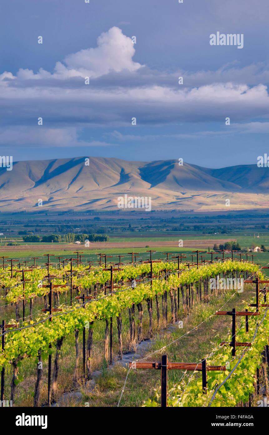 USA, Washington, Yakima Valley. View towards Yakima Nation Reservation