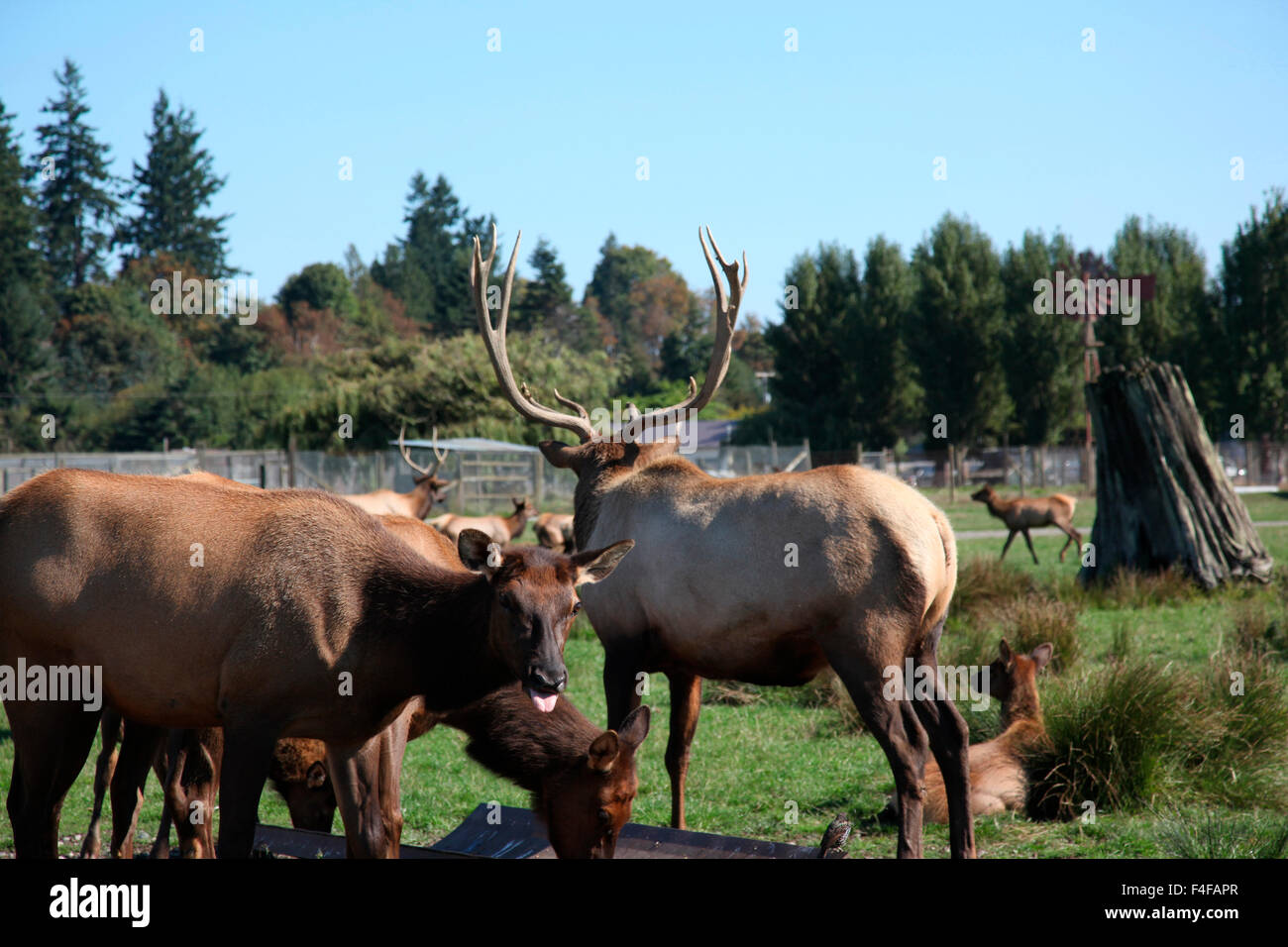 USA, Washington State, Sequim, Olympic Game Farm Stock Photo Alamy