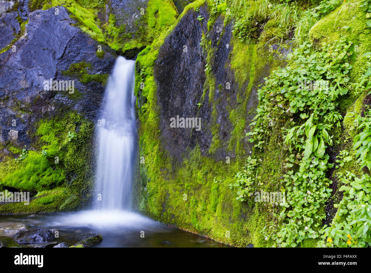 USA, Washington, Mount Rainier National Park, Moss covered rocks and ...