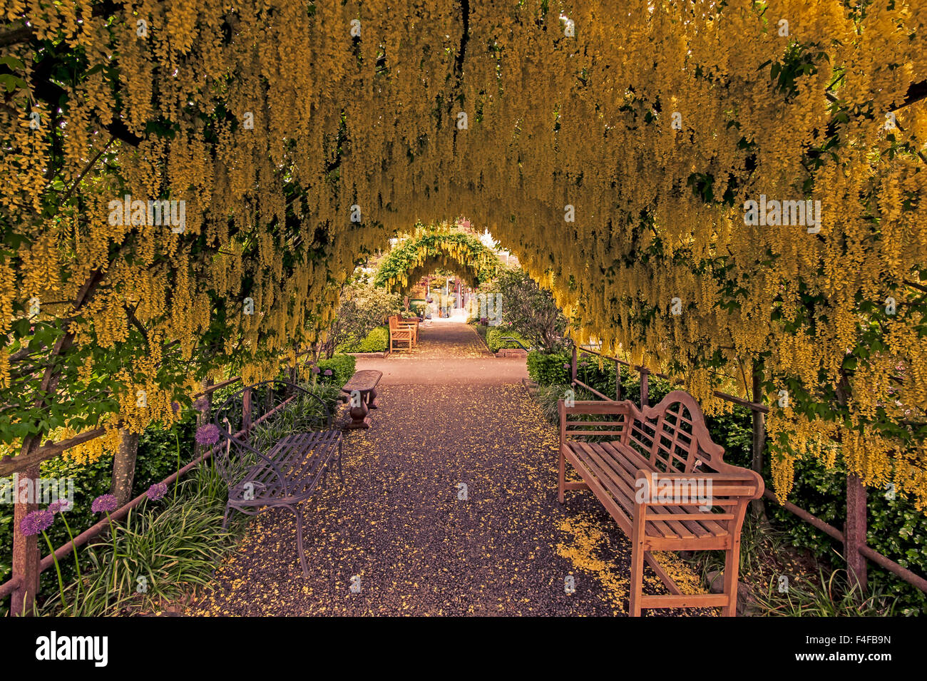 USA, Whidbey Island, Langley. Golden chain tree (Laburnum watererii) on