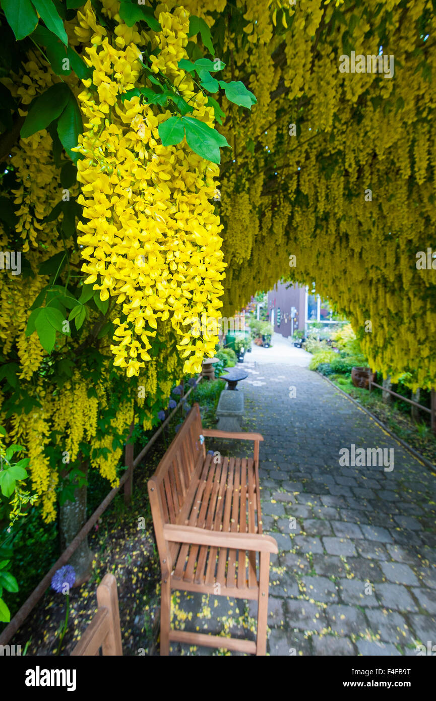 USA, Whidbey Island, Langley. Golden chain tree (Laburnum watererii) on