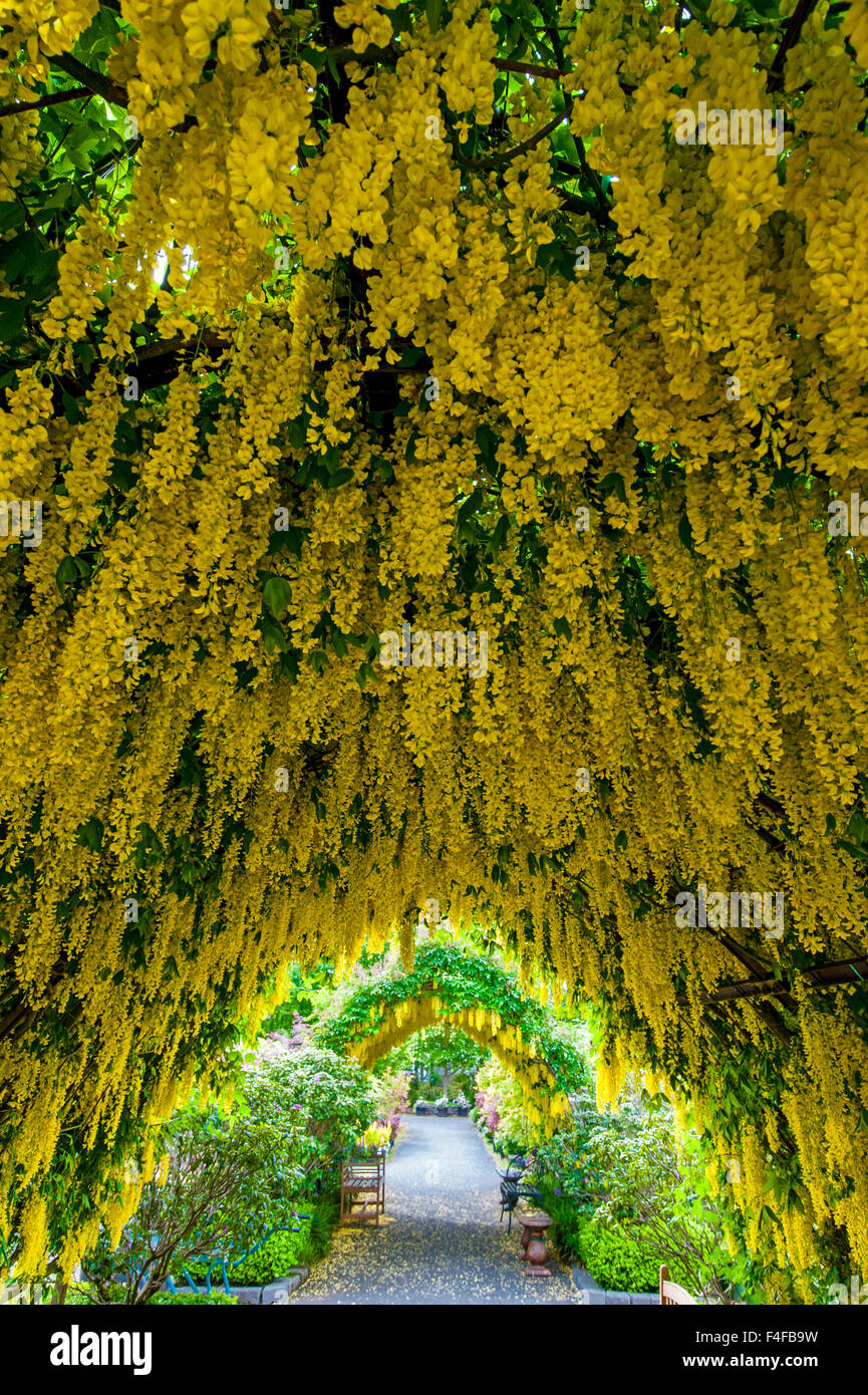 USA, Whidbey Island, Langley. Golden chain tree (Laburnum watererii) on