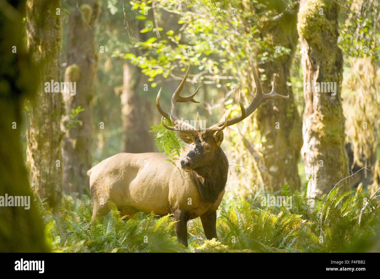 Washington, Olympic Peninsula, Olympic National Park, east fork Quinault River. Roosevelt elk