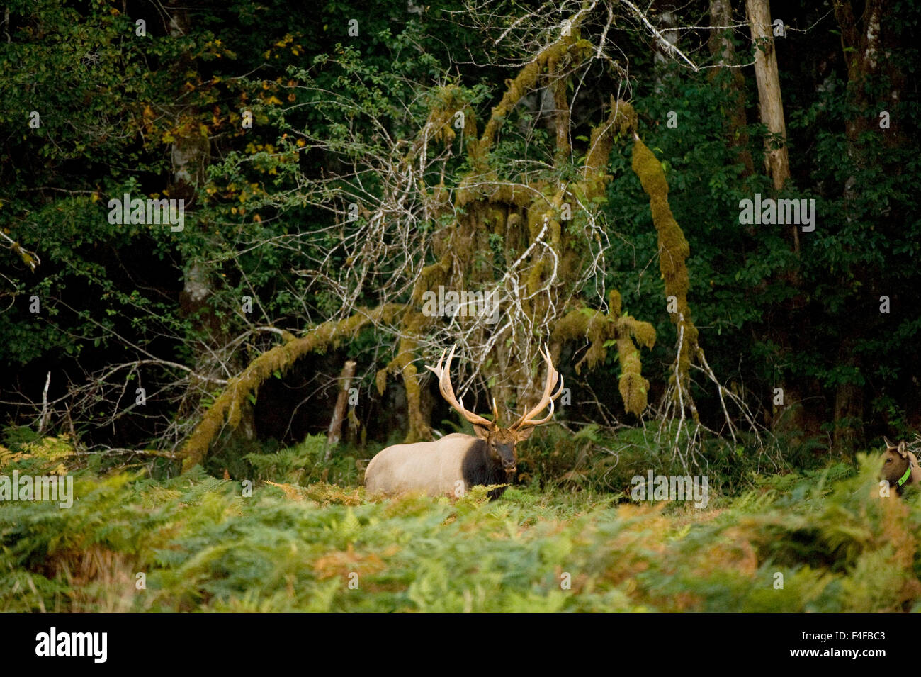 Washington, Olympic Peninsula, Olympic National Park, east fork Quinault River. Roosevelt elk