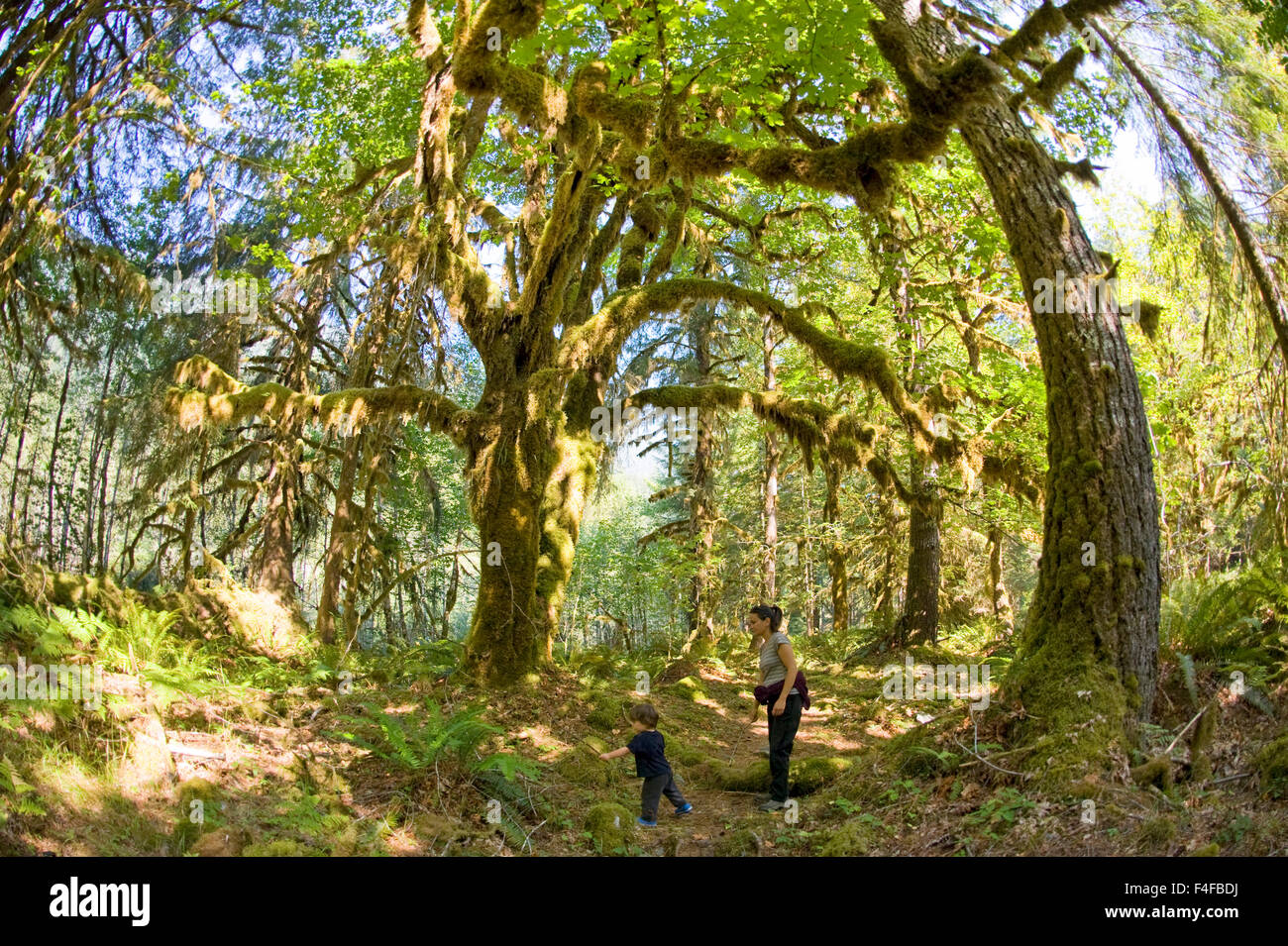 Washington, Olympic Peninsula, Olympic National Park, east fork Quinault River, Graves Creek. Mother and toddler son explore the grand moss draped trees in the rainforest. (MR) Stock Photo