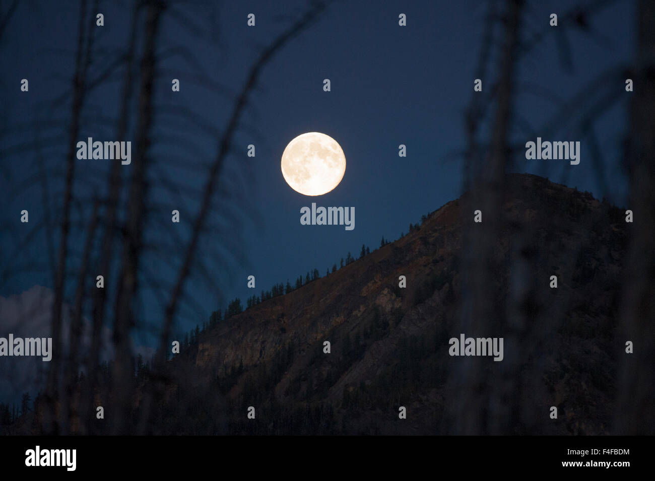 Washington, Pasayten Wilderness, Okanogan-Wenatchee National Forest, North Cascades National Park, Hart's Pass. Full moon rising through alpine larch and spruces trees at night. Stock Photo