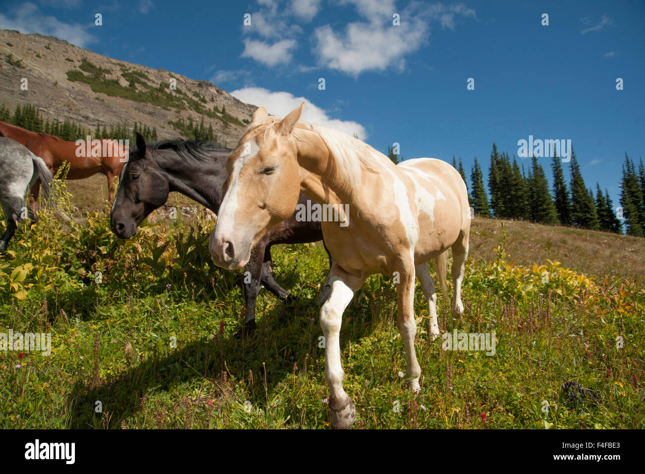 Washington, Pasayten Wilderness, OkanoganWenatchee National Forest