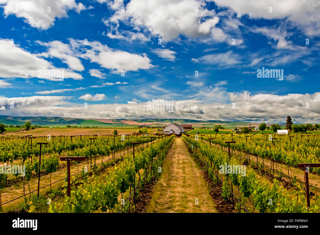 USA, Washington, Walla Walla. Vineyard in Walla Walla wine country