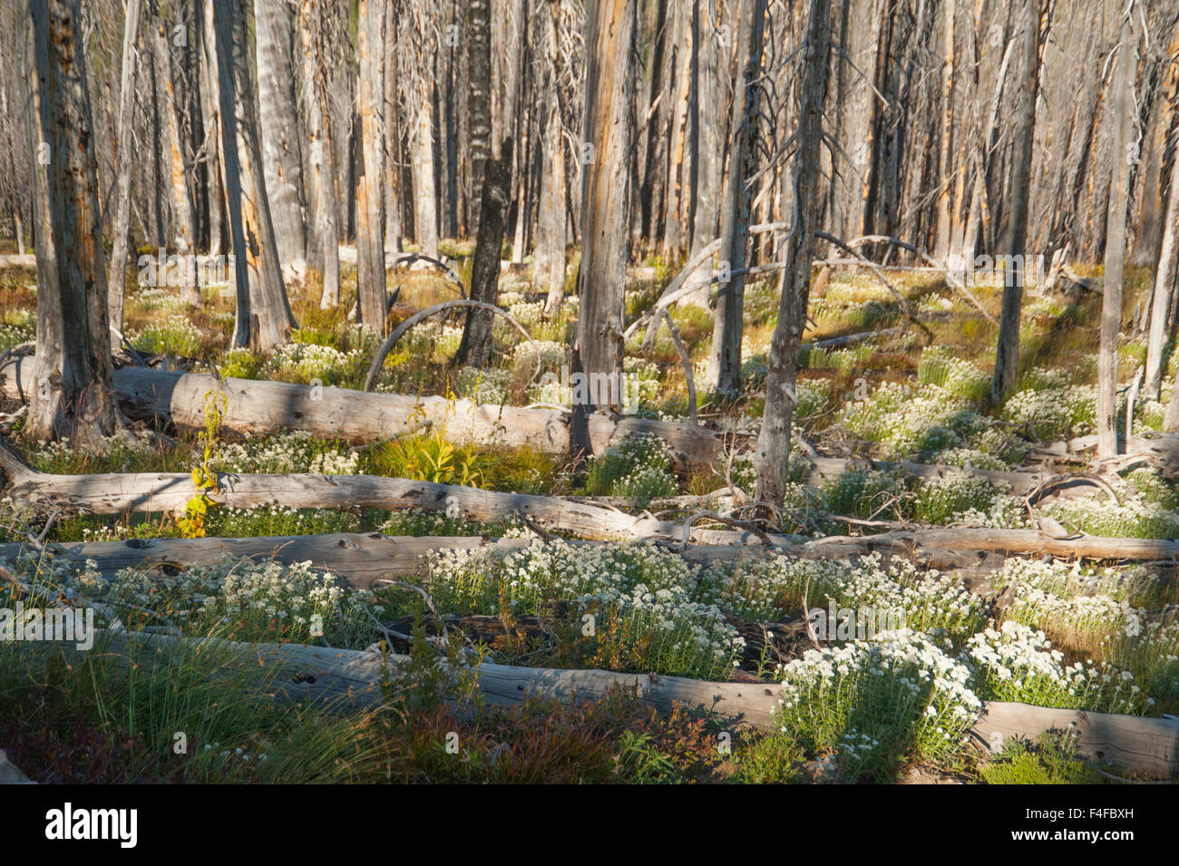 Washington, Pasayten Wilderness, Okanogan-Wenatchee National Forest, North Cascades National Park, Hart's Pass. Landscape of pearly everlasting (Anaphalis margaritacea) wildflowers blooming amid dead trees burned out from a previous fire. Stock Photo