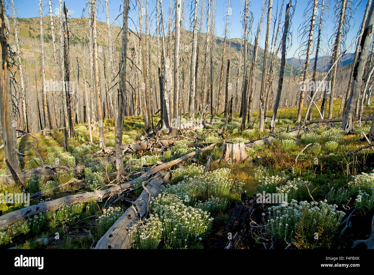 Washington, Pasayten Wilderness, Okanogan-Wenatchee National Forest, North Cascades National Park, Hart's Pass. Landscape of pearly everlasting (Anaphalis margaritacea) wildflowers blooming amid dead trees burned out from a previous fire. Stock Photo